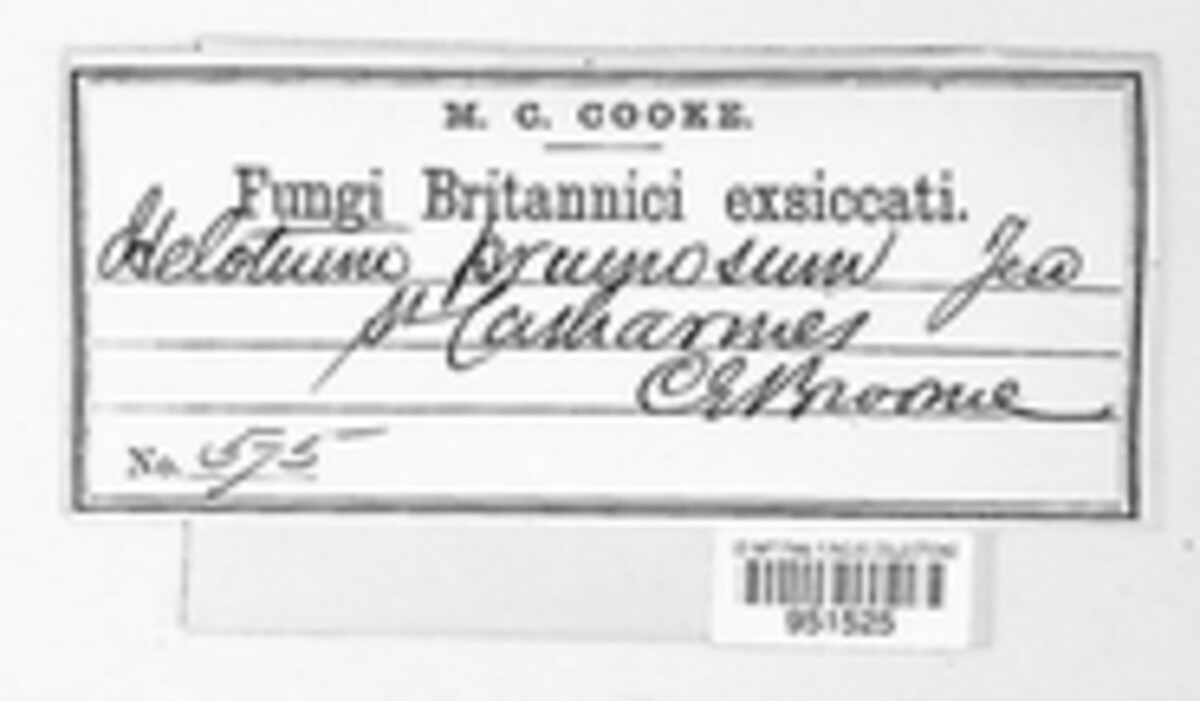 Belonidium image
